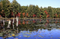 USA, New Hampshire, Marlborough, Fall foliage on Meetinghouse Pond.