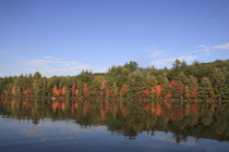 USA, New Hampshire, Marlborough, Fall foliage on the edge of Meetinghouse Pond.