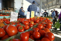 USA, New York, Rochester, Public Market, pints of home grown tomatoes, sign says 'no pesticide^.