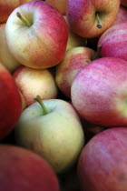 USA, New York, Cooperstown, Fly Creek Apple Cider Mill, apples in box.