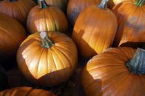 USA, New York, Cooperstown, Pumpkins for sale.