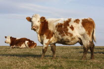 England, East Sussex, South Downs, Agriculture, Farming, Animals, Cattle, Cows Grazing in the fields.