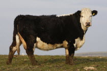 England, East Sussex, South Downs, Agriculture, Farming, Animals, Cattle, Cow Grazing in the fields.