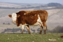 England, East Sussex, South Downs, Agriculture, Farming, Animals, Cattle, Cow Grazing in the fields.