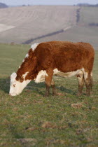 England, East Sussex, South Downs, Agriculture, Farming, Animals, Cattle, Cow Grazing in the fields.