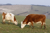 England, East Sussex, South Downs, Agriculture, Farming, Animals, Cattle, Cows Grazing in the fields.