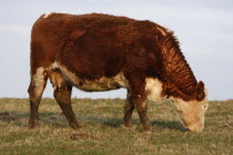 England, East Sussex, South Downs, Agriculture, Farming, Animals, Cattle, Cow Grazing in the fields.