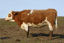 England, East Sussex, South Downs, Agriculture, Farming, Animals, Cattle, Cow Grazing in the fields.