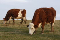 England, East Sussex, South Downs, Agriculture, Farming, Animals, Cattle, Cows Grazing in the fields.