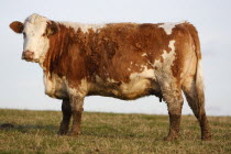 England, East Sussex, South Downs, Agriculture, Farming, Animals, Cattle, Cow Grazing in the fields.