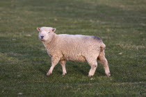 England, East Sussex, South Downs, Agriculture, Farming, Animals, Sheep, Grazing in the fields.