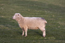 England, East Sussex, South Downs, Agriculture, Farming, Animals, Sheep, Grazing in the fields.