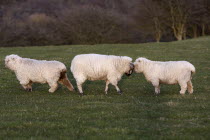 England, East Sussex, South Downs, Agriculture, Farming, Animals, Sheep, Grazing in the fields.