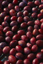 France, Aquitaine, Eymet, Ripe ruby red Perigordian plums drying on rack in the sun.