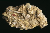 England, Berkshire, Conglomerate rock.