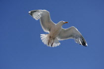 Flying Herring Gull over The Cobb, Lyme Regis, Dorset, England.
