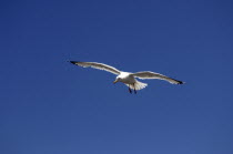 Herring Gull, Lyme Regis, Dorset, England.