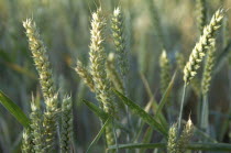 Field of Wheat, Henfield, Sussex, GB.