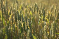 Field of Wheat, Henfield, Sussex, GB.