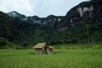 Indonesia, Sumatra, Haran Valley, Near Bukittinggi. Thatched hut standing in rice field with steep tree covered cliffs behind.