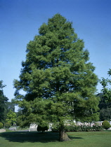 Trees, Dawn Redwood, Metasequoia Glyptostroboides. Tree native of South West China now planted widely throughout public parks in the UK.