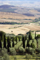 ITALY, Tuscany, Pienza, Countryside of the Val D'Orcia around the town with olive groves and cypress tree wind breaks with arable farmland of wheatfields being harvested beyond.