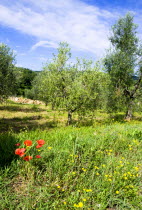 ITALY, Tuscany, Montalcino, Val D'Orcia Red poppies and other yellow wild flowers growing in an olive orchard grove on the outskirts of the town.