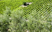 ITALY, Tuscany, Montalcino, Val D'Orcia Brunello wine vineyard on the slopes of the hilltown with a stone shed amongst the vines seen through olive tree branches.