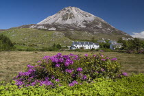 IRELAND, County Donegal, Gweedore Mount Errigal,  Rhododendrons in foreground, the mountain is 2466 feet high and with a quartzite cone.