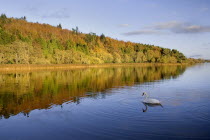 IRELAND, County Monaghan, Castle Blayney, Autumn colours at Lough Muckno. 