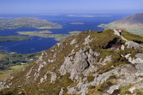 IRELAND, County Galway, Connemara, Diamond Hill, A hiker approaches the summit with Ballynakill Harbour in the background. 