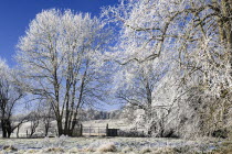 IRELAND, Country Sligo, Markree Castle Hotel, Trees covered in hoar frost. 