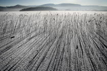 IRELAND, Northern, County Fermanagh, Lough MacNean, Frozen lough with reeds casting long shadows and mountains in the background. 