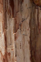 GREECE, North East Aegean, Lesvos Island, Eresos, Detail of a fossilized trees bark at Lesvoss ancient fossilized forest