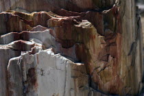 GREECE, North East Aegean, Lesvos Island, Eresos, Detail of a fossilized trees bark at Lesvoss ancient fossilized forest.