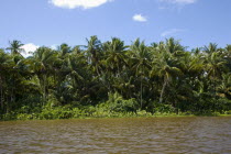VENEZUELA, Amacuro Delta State, Delta Del Orinoco, one of Orinocos rivers with palm trees and vegetation reflecting on its calm waters by its coastline and blue sky with white clouds at the backgroun...