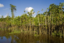 VENEZUELA, Amacuro Delta State, Delta del Orinoco, one of Orinocos rivers with palm trees and vegetation reflecting on its calm waters by its coastline and blue sky with white clouds at the backgroun...