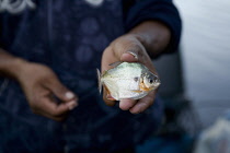 VENEZUELA, Amacuro Delta State, Delte del Orinoco, Pemon tribes mans hands holding on one hand an alive piranha fish and on the other the hook with the bait, shoot with a small depth of field.