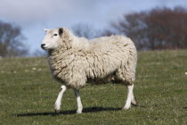 AGRICULTURE, Farming, Animals, sheep grazing on the south downs near Ditchling, East Sussex, England.