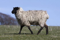 AGRICULTURE, Farming, Animals, sheep grazing on the south downs near Ditchling, East Sussex, England.