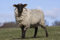 AGRICULTURE, Farming, Animals, sheep grazing on the south downs near Ditchling, East Sussex, England.