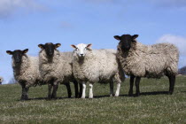 AGRICULTURE, Farming, Animals, sheep grazing on the south downs near Ditchling, East Sussex, England.