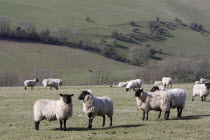 AGRICULTURE, Farming, Animals, sheep grazing on the south downs near Ditchling, East Sussex, England.