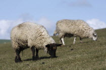 AGRICULTURE, Farming, Animals, sheep grazing on the south downs near Ditchling, East Sussex, England.