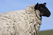 AGRICULTURE, Farming, Animals, sheep grazing on the south downs near Ditchling, East Sussex, England.