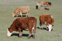 AGRICULTURE, Farming, Animals, Cattle grazing on the south downs near Ditchling, East Sussex, England.