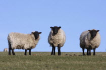 AGRICULTURE, Farming, Animals, sheep grazing on the south downs near Ditchling, East Sussex, England.