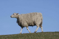 AGRICULTURE, Farming, Animals, sheep grazing on the south downs near Ditchling, East Sussex, England.