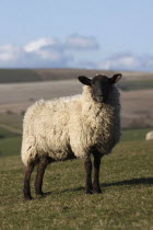 AGRICULTURE, Farming, Animals, sheep grazing on the south downs near Ditchling, East Sussex, England.