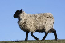 AGRICULTURE, Farming, Animals, sheep grazing on the south downs near Ditchling, East Sussex, England.